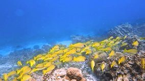 Schools of yellow fish occupy the underwater terrain of Bora Bora, amidst coral formations and clear blue waters. - Powered by Shutterstock - Get 15% off with code: PIKWIZARD15