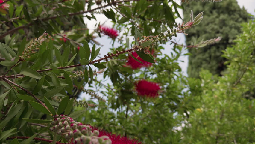Flower Callistemon Speciosus Detail in Green Nature