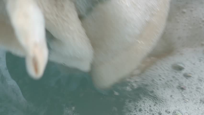 Washing towels in soapy water for a fresh clean