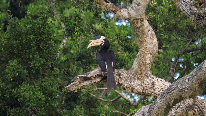 Beautiful malabar pied hornbill perches on large tree branch, turning head slightly. Bird showcasing distinctive white casque and black plumage against lush green foliage. Rare bird in national park