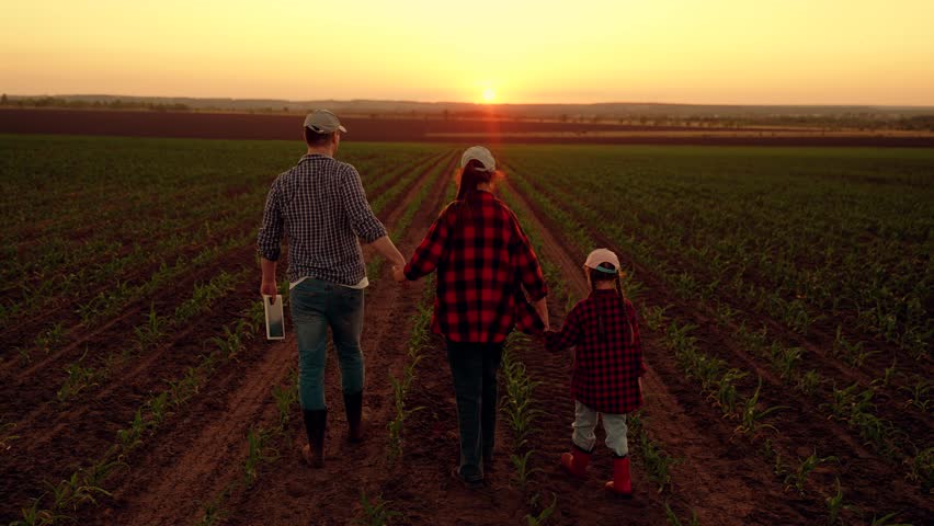 Father farmer with tablet, mother child daughter go through field with green seedlings. Farmer family holding hands walking through corn plantation, sunset. Family growing crops. Growing organic food