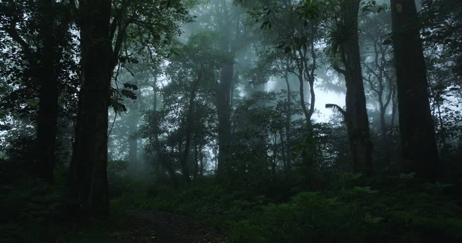 Lush green forest with lots of trees and leaves in fog