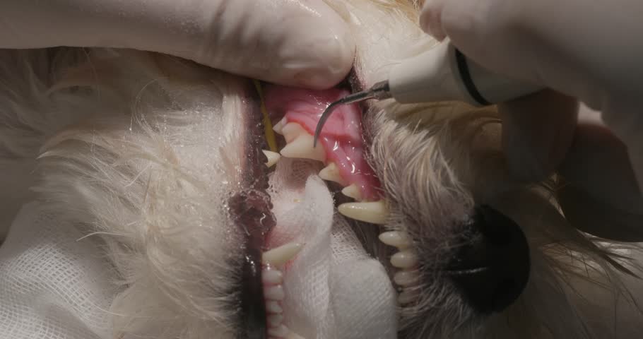 Professional dentistry for a dog in a veterinary clinic includes the removal of plaque and stone from the teeth using an ultrasound scaler. Dental brushing in the dog under general anesthesia.