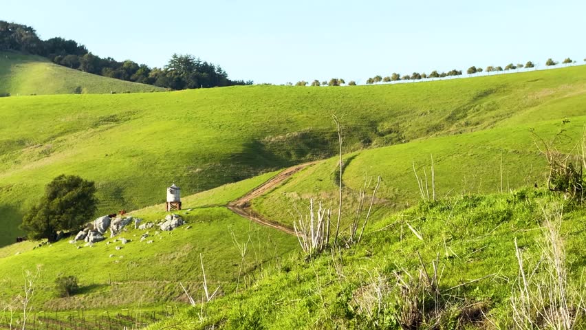Vibrant green hills with vineyard rows and a small water tower, captured under bright spring sunlight in a scenic rural area.
