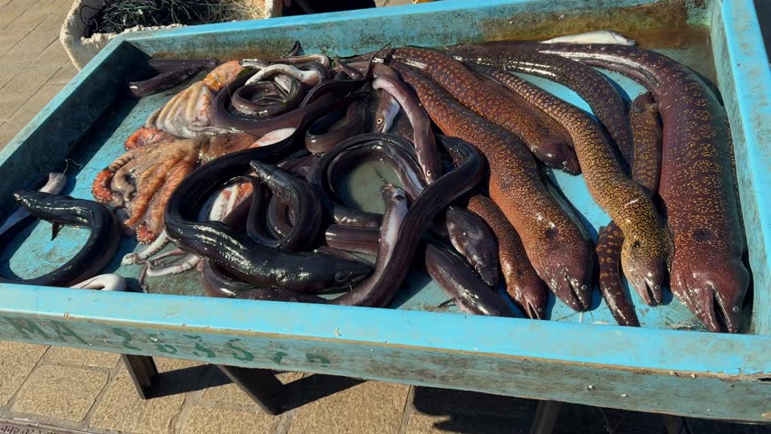 Fresh moray eels and octopus in tray at Marseille fish market in France