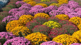 Colorful alley of chrysanthemums. A bright autumn day with growing chrysanthemums in the alley. - Powered by Shutterstock - Get 15% off with code: PIKWIZARD15