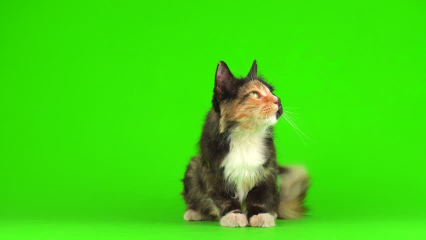 black and red cat on green chromakey background