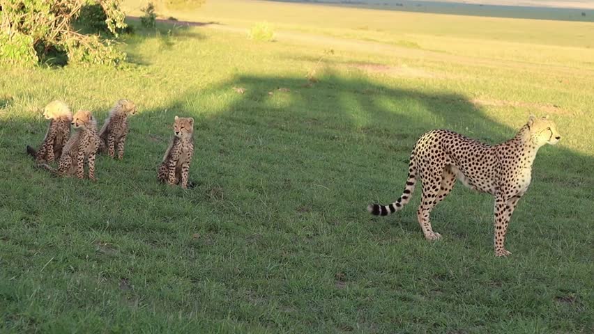 Cheetah mother and her four cubs resting in the savannah of Masai Mara National Reserve, Kenya, Africa