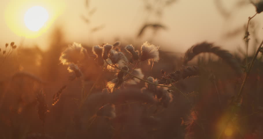 Sunset over a summer field with wild grasses and fluffy seed heads glowing