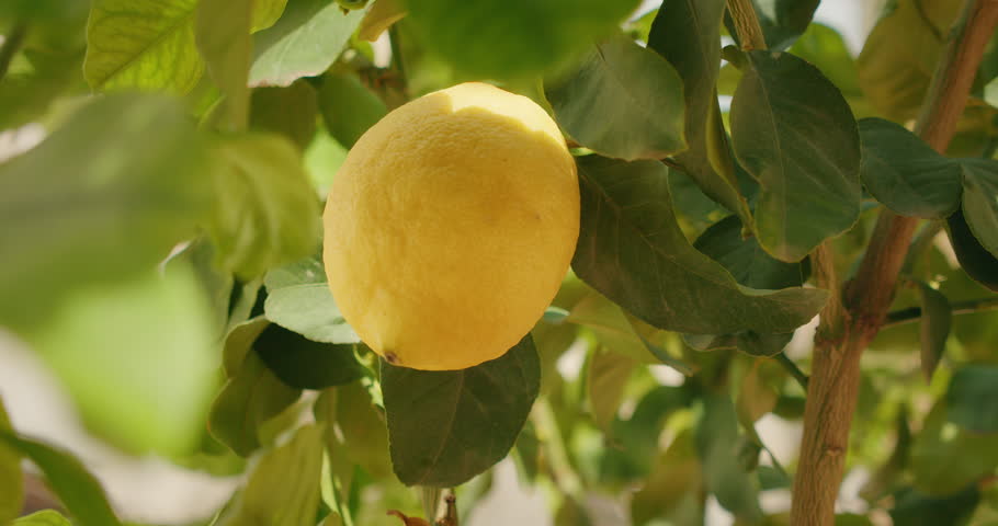Close-up of ripe lemon hanging on branch in sunlit Italian garden in summer day