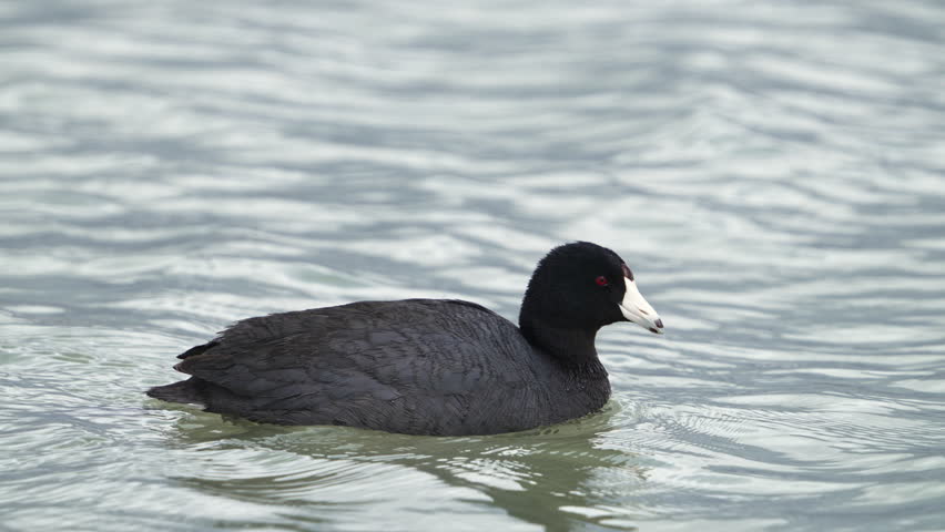 American Coot swimming in Utah Lake in slow motion.