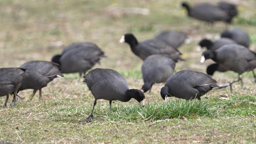 American Coots grazing in the grass looking for food on the shores of Utah Lake.