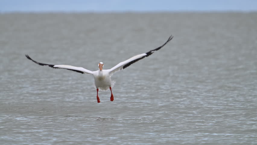 Pelican flying in to land on Utah Lake as it skis in slow motion to sink in.