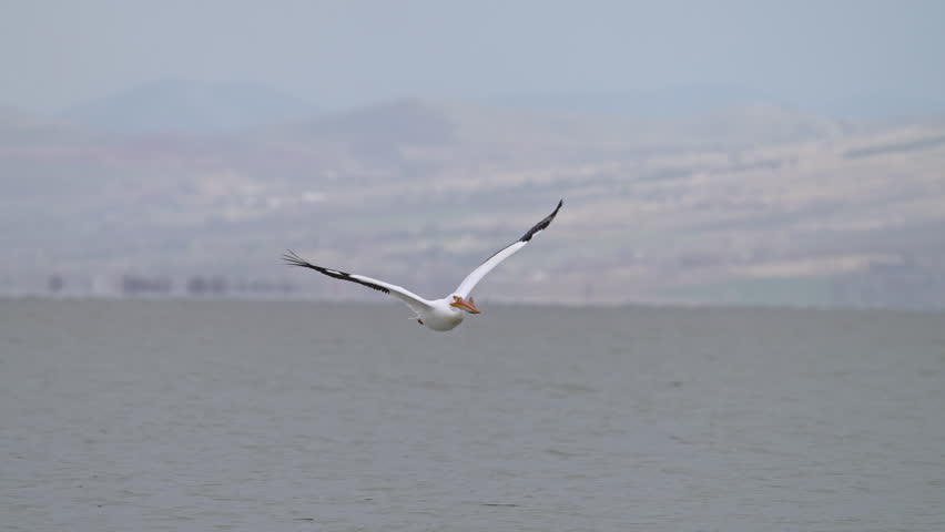 Pelican flying in and landing on Utah Lake in slow motion.