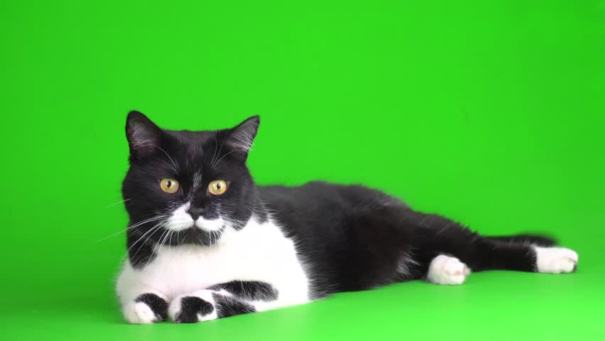 Black and white kitten cat isolated on green background chromakey screen