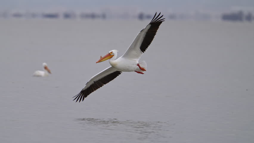 Pelican chasing a seagull with a fish as the fish falls from the sky into Utah Lake.