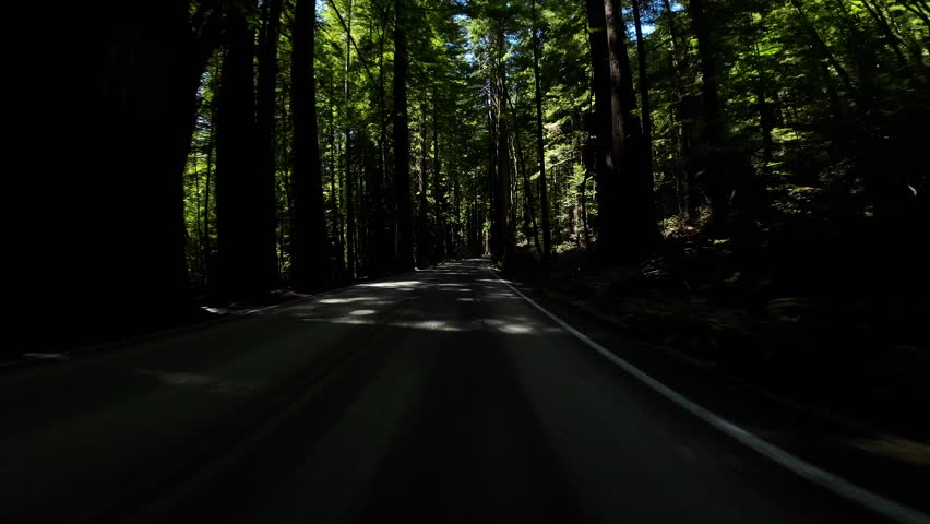 Redwood Avenue of Giants Northbound 6 Williams Grove 03 Front View Driving Plates of North California USA Ultra Wide
