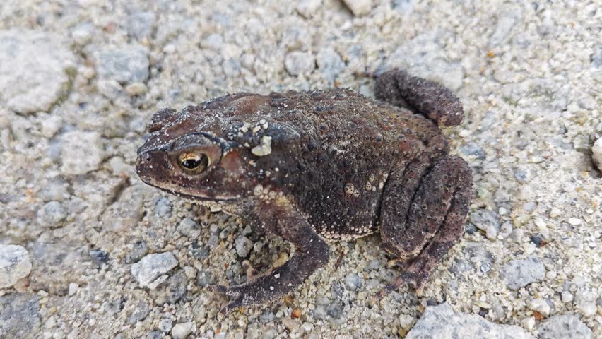 close shot footage of a wild black toad.