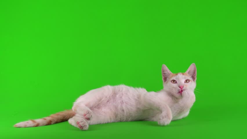 Ginger kitten cat isolated on green background chromakey screen