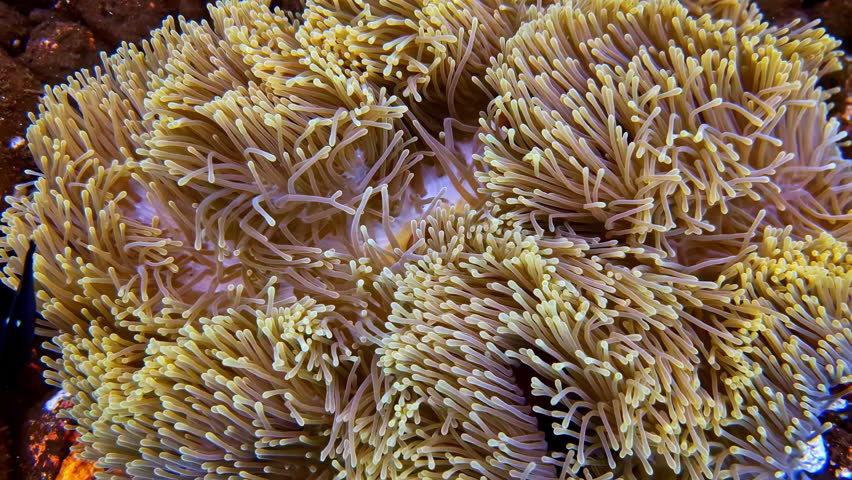 Helix perspective over a clown fish and sea anemone´s symbiosis, diving adventure in Bali