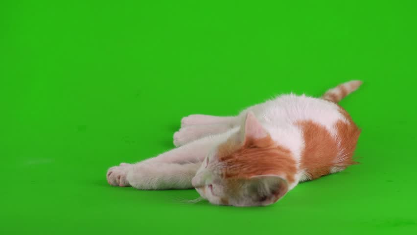 Ginger kitten cat isolated on green background chromakey screen