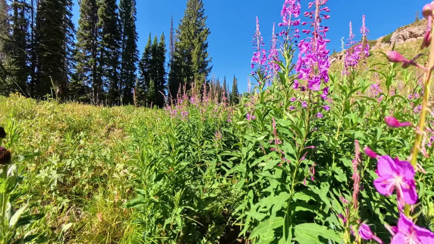 Hiking through Thick Fireweed In Grand Teton National Park