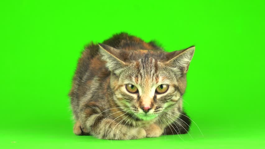 Bengal cat isolated on green background chromakey screen