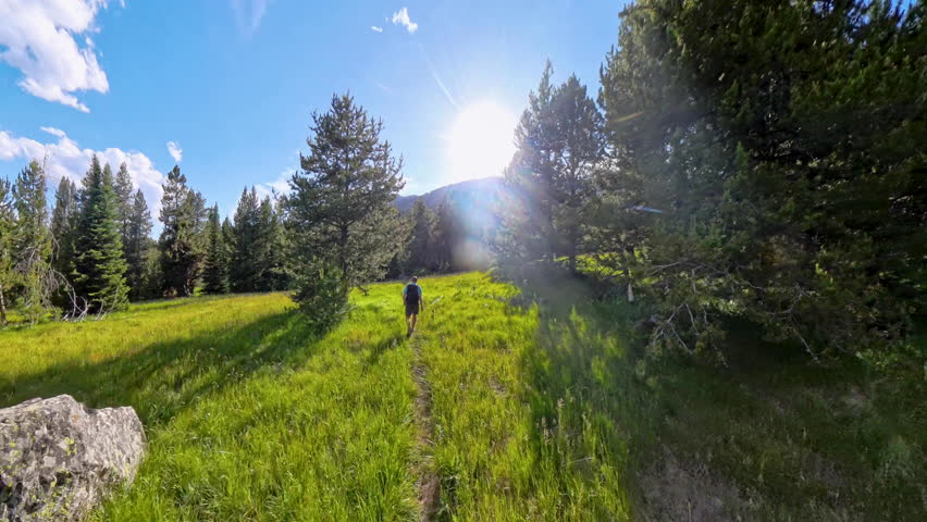 Man Hikes Through Field to Forest in Evening Sunlight In Grand Teton National Park