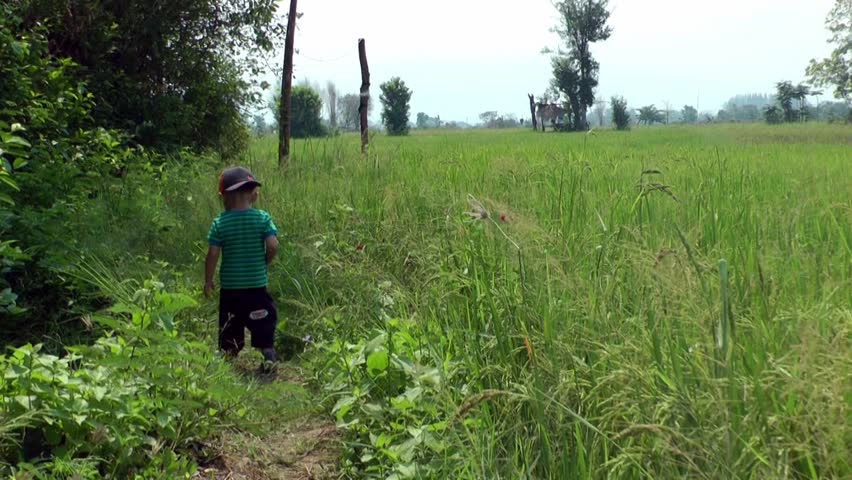 Young boy in green field