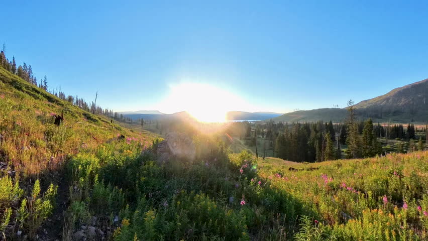 Sunrise Over Jackson Lake and Wildflowers In Grand Teton National Park