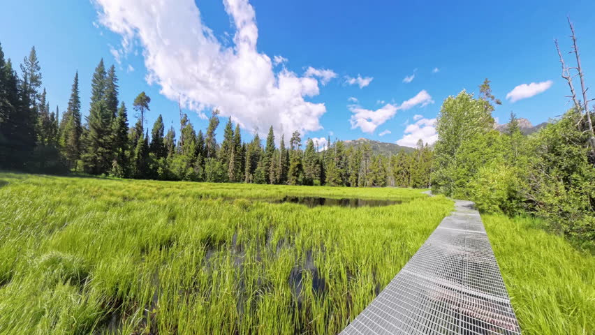 Walking Across Metal Walkway through Marsh In Grand Teton National Park