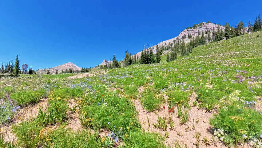 Wildflowers and Cairns Along Moose Basin Divide In Grand Teton National Park