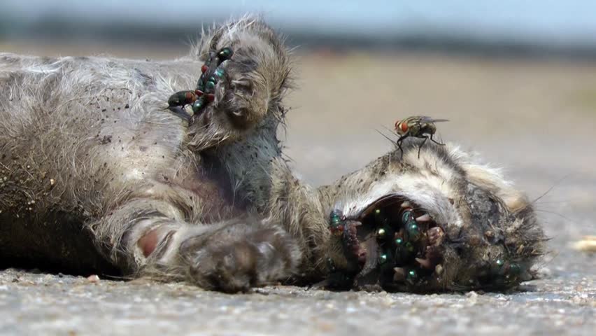 A dead cat decomposing with a mass of flies.