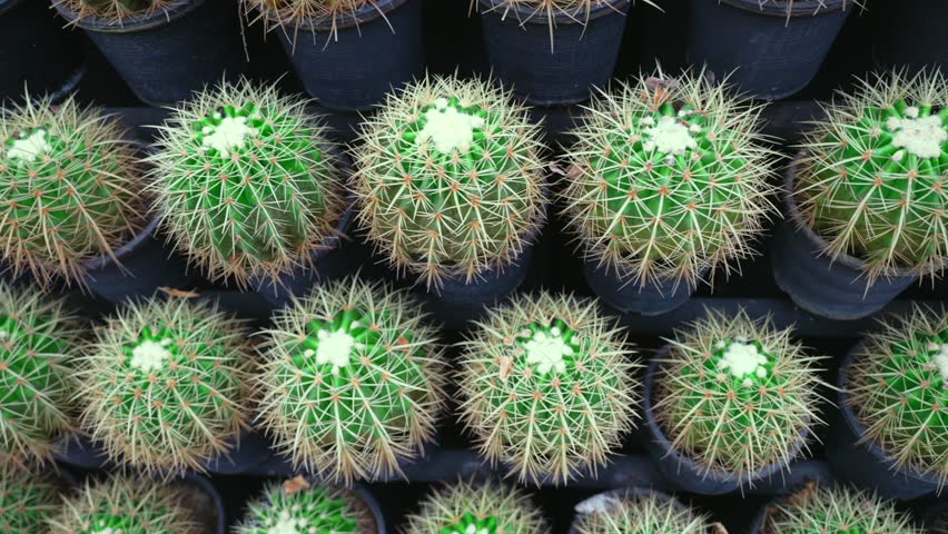 Close up Top view of small cacti in pots arranged in rows. Slider motion cinematic shot