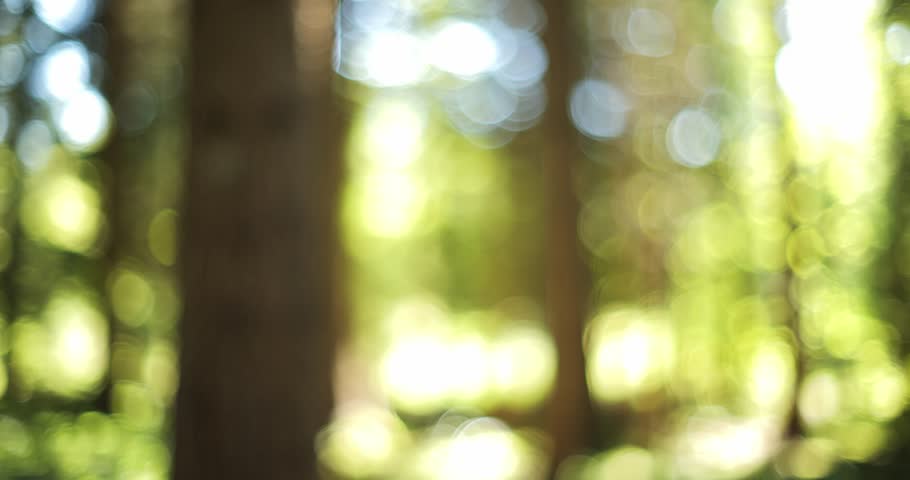 Whip, swish, blurry, very fast panning shot in a green forest. Daytime, no people