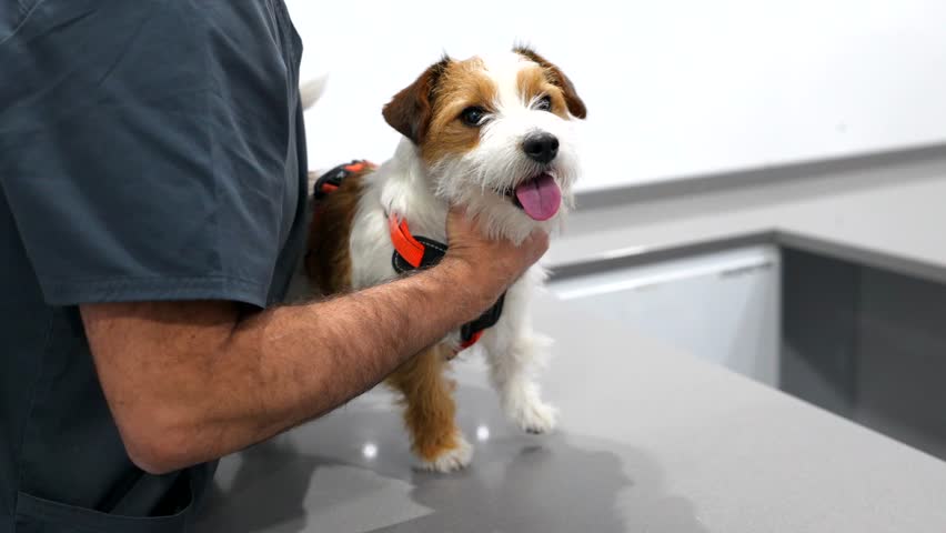 Professional veterinarian carefully examining jack russell terrier's posture during medical checkup on sterile examination table in modern veterinary clinic