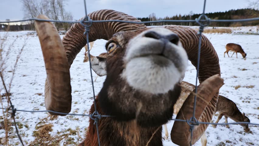 Wild mouflon peering through fence on frosty winter field with snowy background