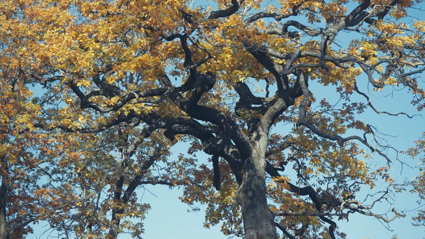Gnarled limbs of a mature oak stretch wide, draped in yellow leaves under crisp fall sunlight. Parallax shot.