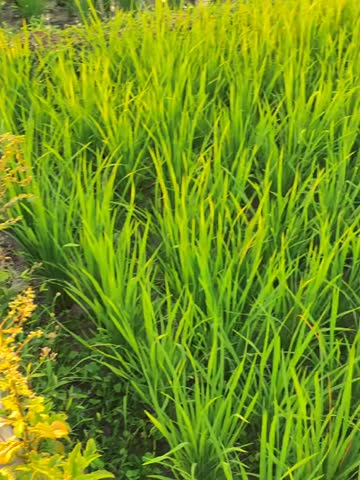 Beautiful sunset over the rice fields, glowing peacefully.