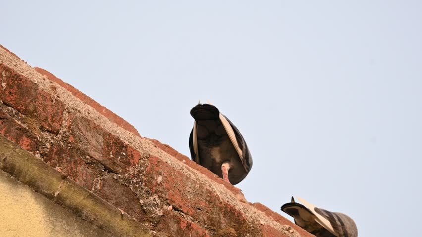 Rock dove or rock pigeon. It is a popular pet bird in the world. In some areas, it is also bringing up for meat. It also used to work as a messenger in the olden times. Slow motion video. 