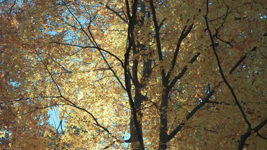 The intricate structure of an old tree crown is revealed as its dark limbs twist through golden foliage against the blue sky. Parallax video.