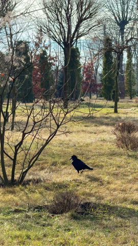 A crow walks by the grass in the park. Wild bird goes to meet another one at backdrop. Vertical video.