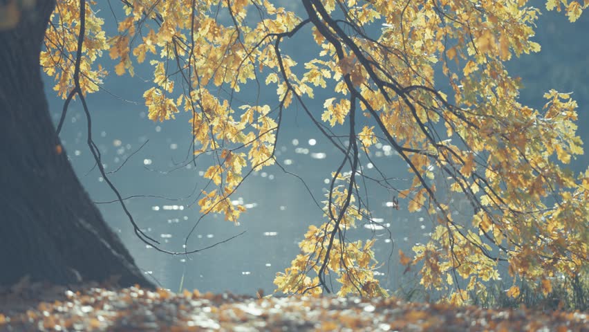 A peaceful Prague moment: golden leaves sway above the reflective waters of Libocký rybník. Parallax video.