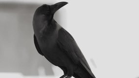 Close up shot black crow bird, blackbird rook looks in different directions in community area outdoors, raven wild animal watches in search of Eat. Death concept. - Powered by Shutterstock - Get 15% off with code: PIKWIZARD15