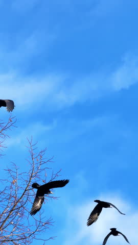 Flock of black crows fly over the trees in the blue sky. Wild birds circling above the park. Low angle view. Vertical video.