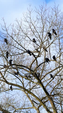 Black crows sit on the bare tree. Wintering birds resting on the tree in the park. Low angle view. Vertical video.