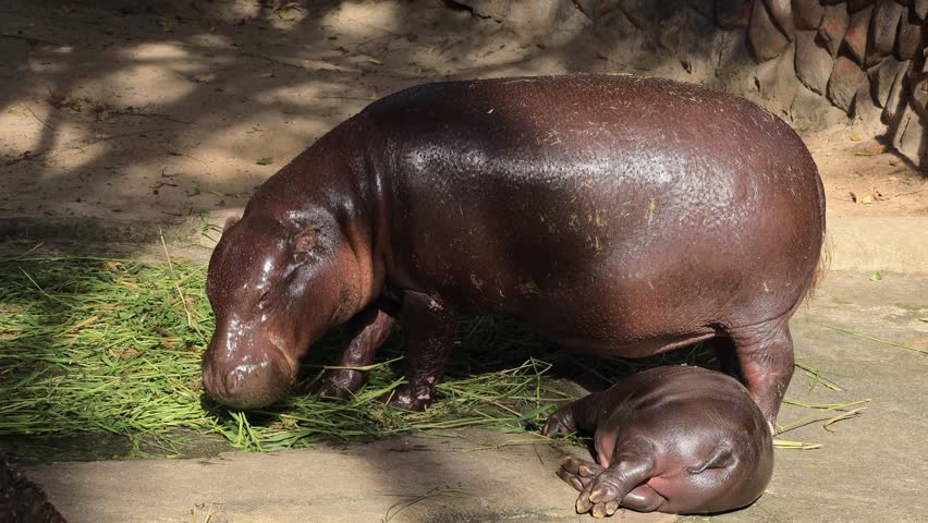 Footage of chubby baby Pygmy Hippo wagging tail while sleeping beside with her mother having meal