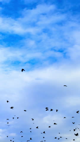 Plenty of birds fly in the blue sky with thick cloudscape. Some birds sit down on the trees. Low angle view. Vertical video.