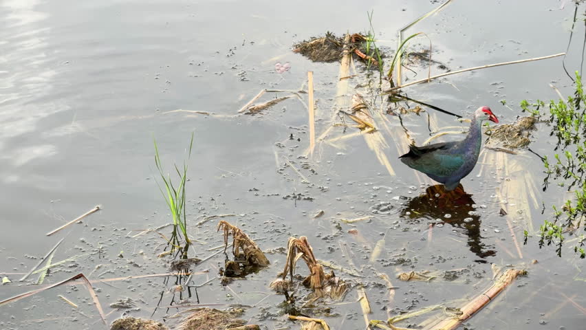 A Purple Swamphen (Porphyrio porphyrio) standing near the water’s edge in a lush wetland, surrounded by aquatic vegetation and reeds.