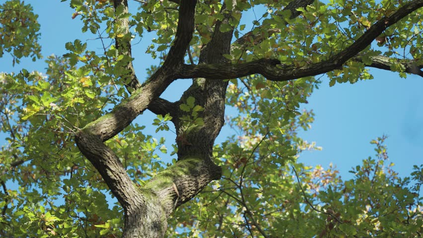 Autumn light illuminates the contorted branches of an old oak, rich in detail and texture. Parallax video.